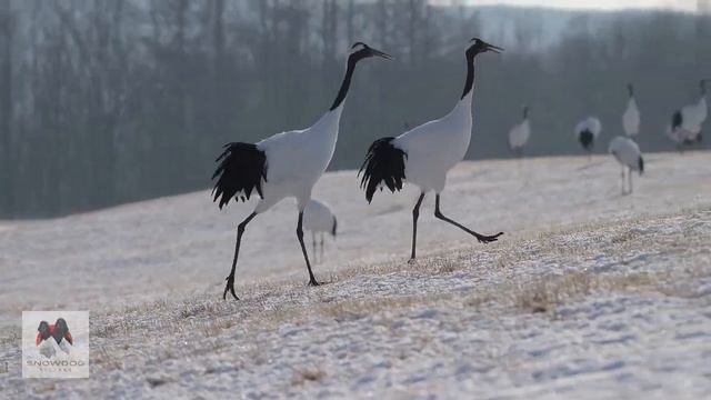 Taking a drive through the beautiful countryside of Niseko, Hokkaido - Japan смотреть онлайн