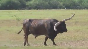 Самые большие рогатые коровы в мире.