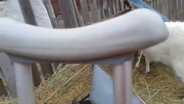 Обзор покрытых козочек и коровы Милки??????? смотреть онлайн