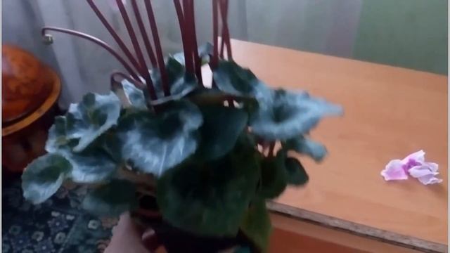 Цикламен уход в домашних условиях/ Cyclamen смотреть онлайн