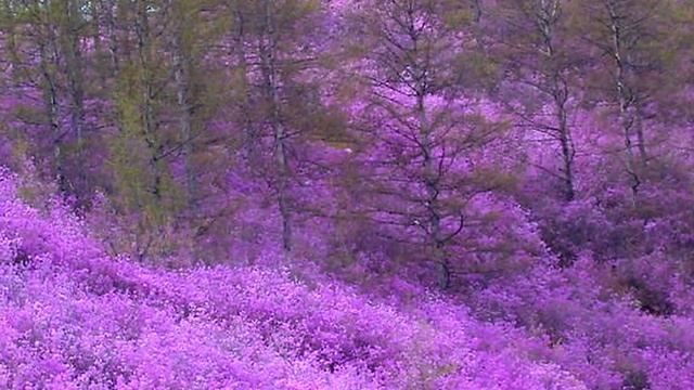 Где-то багульник на сопках цветет смотреть онлайн