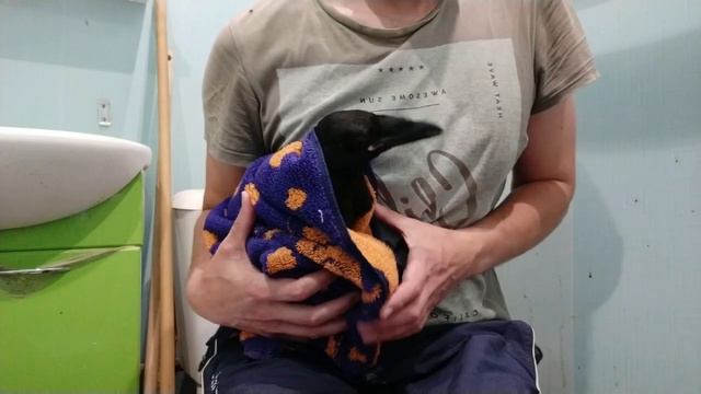 ВОРОН СЁМА. ПРИНЯТИЕ ЛЕКАРСТВ РАНЬШЕ И СЕЙЧАС смотреть онлайн