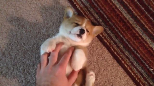 Щенок корги устал и засыпает. Маленький, милый корги