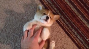 Щенок корги устал и засыпает. Маленький, милый корги