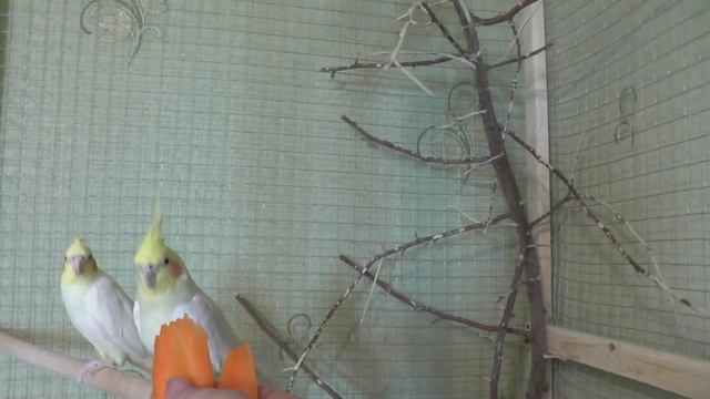 О приручении попугаев корелл. Моя ситуация. смотреть онлайн