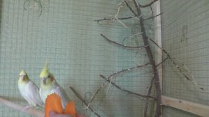 О приручении попугаев корелл. Моя ситуация.