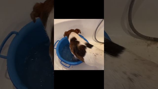 Джекрассел-полоскун смотреть онлайн