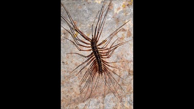 Fear of Bugs (Entomophobia) test with creepy music смотреть онлайн