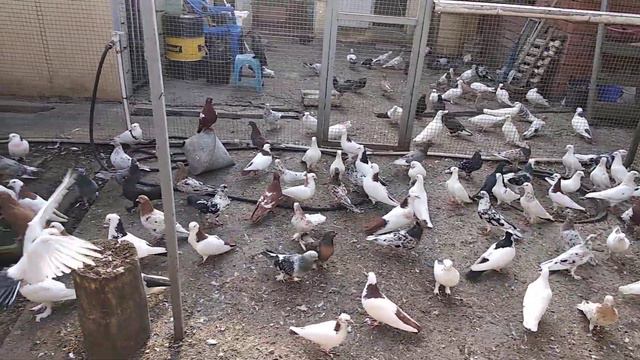 город Михайловск голуби Гена смотреть онлайн