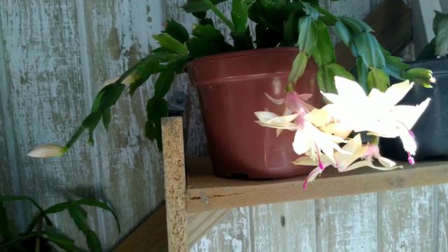 FLOR DE MAIO смотреть онлайн