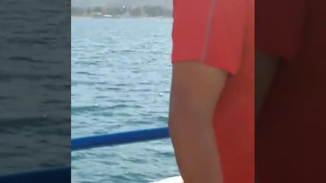 Ядовитая Рыба "дракон" на чёрном море смотреть онлайн