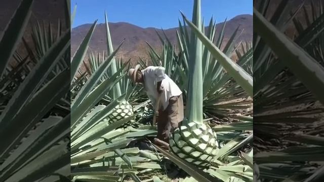 Сбор голубой агавы. Если кто не знал, мексиканская голубая агава служит для приготовления текилы. смотреть онлайн