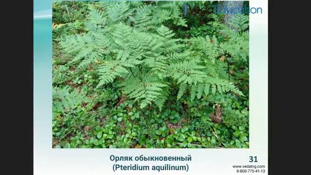 Онлайн-курс "Основы физиологии растений". Качкин К.В. смотреть онлайн