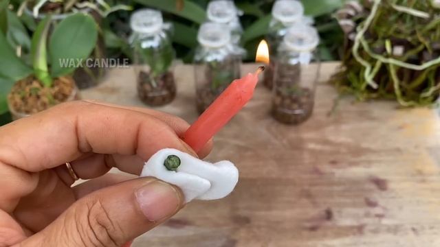 Cách Nhân Giống Phong Lan Bằng Cành Hoa Để Cây Nhỏ Mau Lớn смотреть онлайн