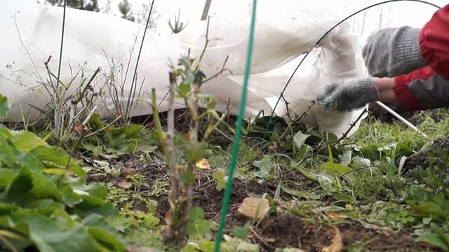 Готовим розы на зиму в Сибири смотреть онлайн