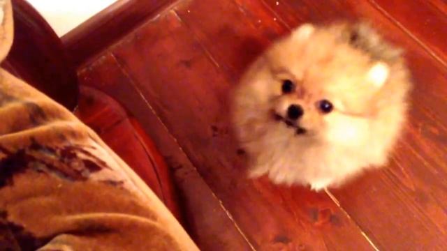 Померанский шпиц говорит: "мама" | Pomspitz pomeranian says "mama" twice смотреть онлайн