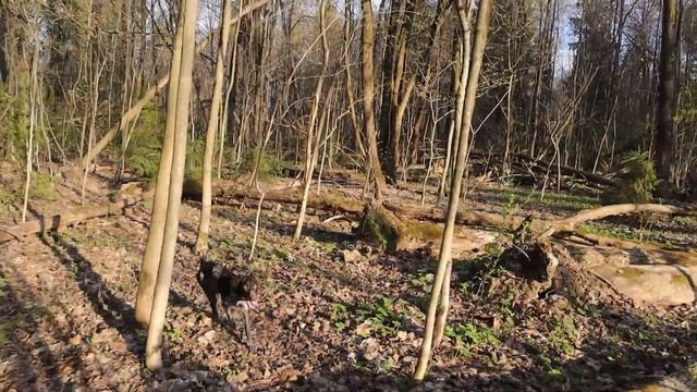 В поисках весенних грибов - строчки, сморчки, с собакой смотреть онлайн