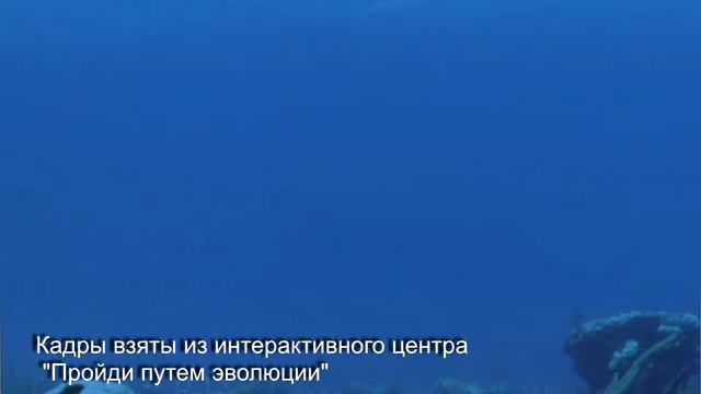 Пандерихтис (Panderichthys). Палеопарк. Вера Ионкина смотреть онлайн