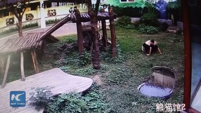 Man jumps into panda den, gets attacked by giant panda 游客闯进熊猫馆 打扰午睡熊猫展开“人熊大战“ смотреть онлайн