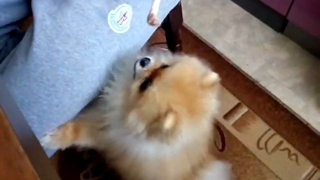 Злой шпиц Тедди смотреть онлайн