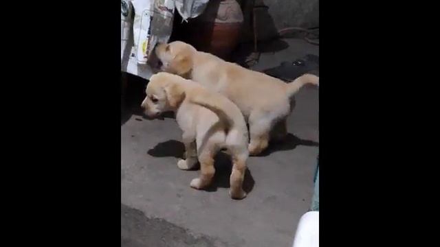 Labrador heavy bone puppies sale any time Dogshub 9950330009 Rajasthan смотреть онлайн
