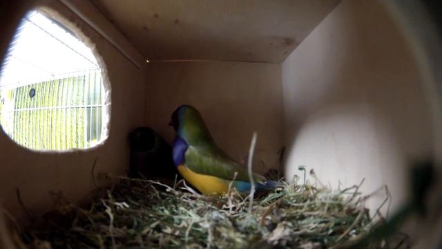 Lady gould finches - love in the nest. Как спариваются амадины Гульда смотреть онлайн