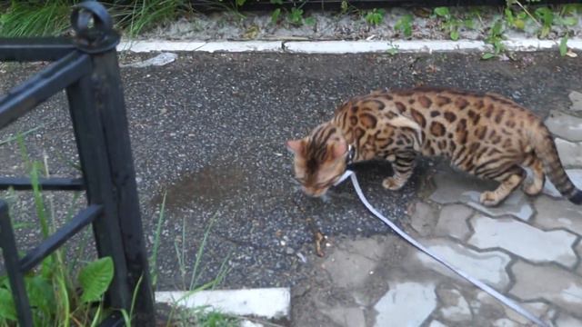Прогулка с бенгальским котом. Бастиан.KHV, How to walk a Bengal cat.Bastian.KHV смотреть онлайн