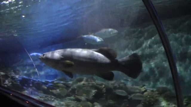 Вьетнам Vinpearl - парк развлечений. Океанариум. смотреть онлайн