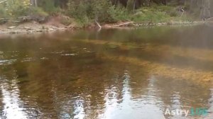 Тенкара-удочка Введение