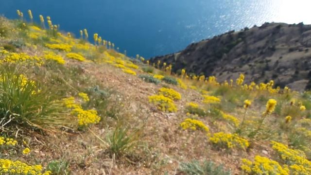 Асфоделины. Спилия. смотреть онлайн