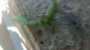 Самка богомола поедает самца 4