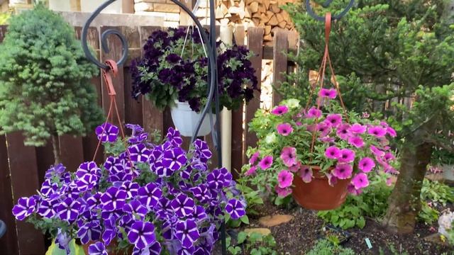 Петуния каскадная "Purple Gem" (Пурпл Джем) смотреть онлайн