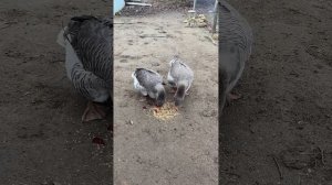 Тулузские гуси кто такие и откуда