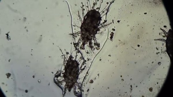 Mites Under Microscope: Experiment: х100. Bread Mites Acarus siro on Glass Slide Under Microscope.