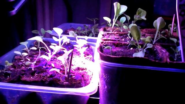 ДУШИЦА из семян. О фитолампах. ФЕРОВИТ-Для чего он нужен 7