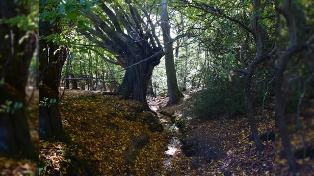 5 Самых Страшных Лесов В мире😱😱😱 Часть 1️⃣ смотреть онлайн