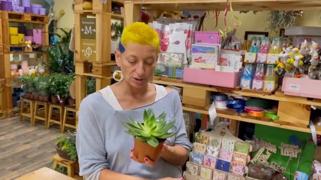 Эхеверия Агавойдес | Каменная роза или каменный цветок | Что делать если эхеверия вытянулась смотреть онлайн