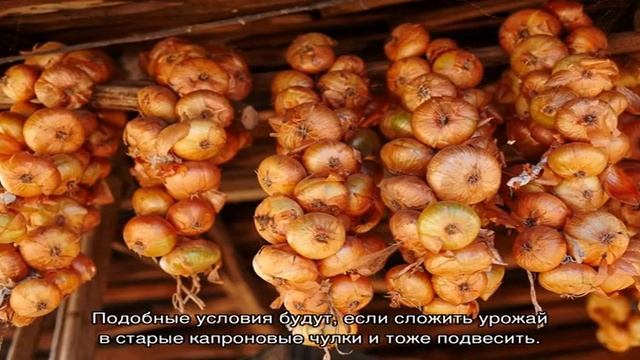 Выясняем, при какой температуре хранить лук, чтобы он не портился смотреть онлайн