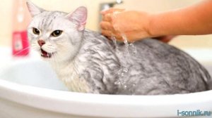 Кошка с котятами - толкование сонника