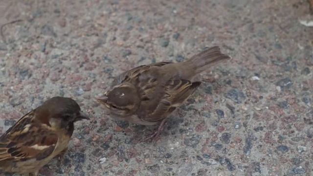 Желторотик смотреть онлайн