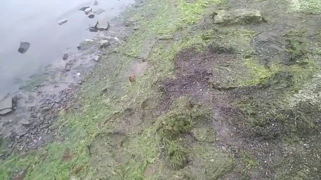 Собираем морскую траву для мульчирования и удобрения на даче смотреть онлайн
