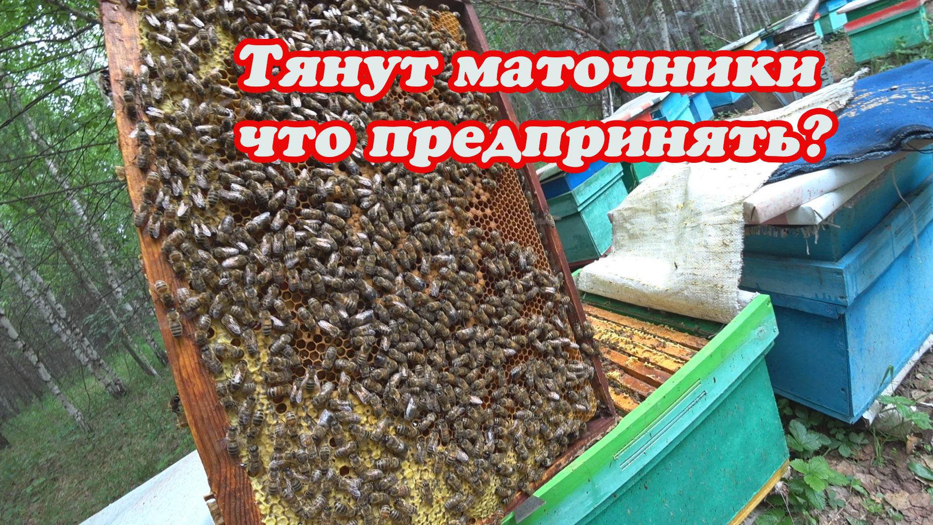 КОНТРОЛЬ И ПРОВЕРКА ПЧЕЛОСЕМЕЙ НЕ ПРИНЯВШИХ ПЛОДНЫХ МАТОК ПРИ ПОДСАДКЕ, ПЫТАЕМСЯ ИСПРАВИТЬ смотреть онлайн