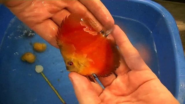 Обзор Продаваемого малька Дискуса #fish #fishaquarium #discus #aquarium #дискусы #разводня смотреть онлайн