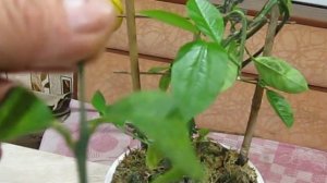 Черенкуем плодоносящий лимон Павловский