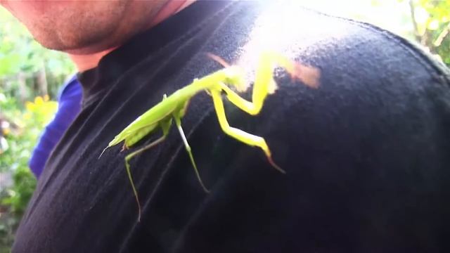 Обыкновенный богомол - Mantis religiosa смотреть онлайн