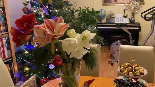 Амариллисы распускаются к Рождеству ?? смотреть онлайн