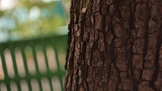 Video test Canon EOS 650D + Helios 44-6 lens смотреть онлайн