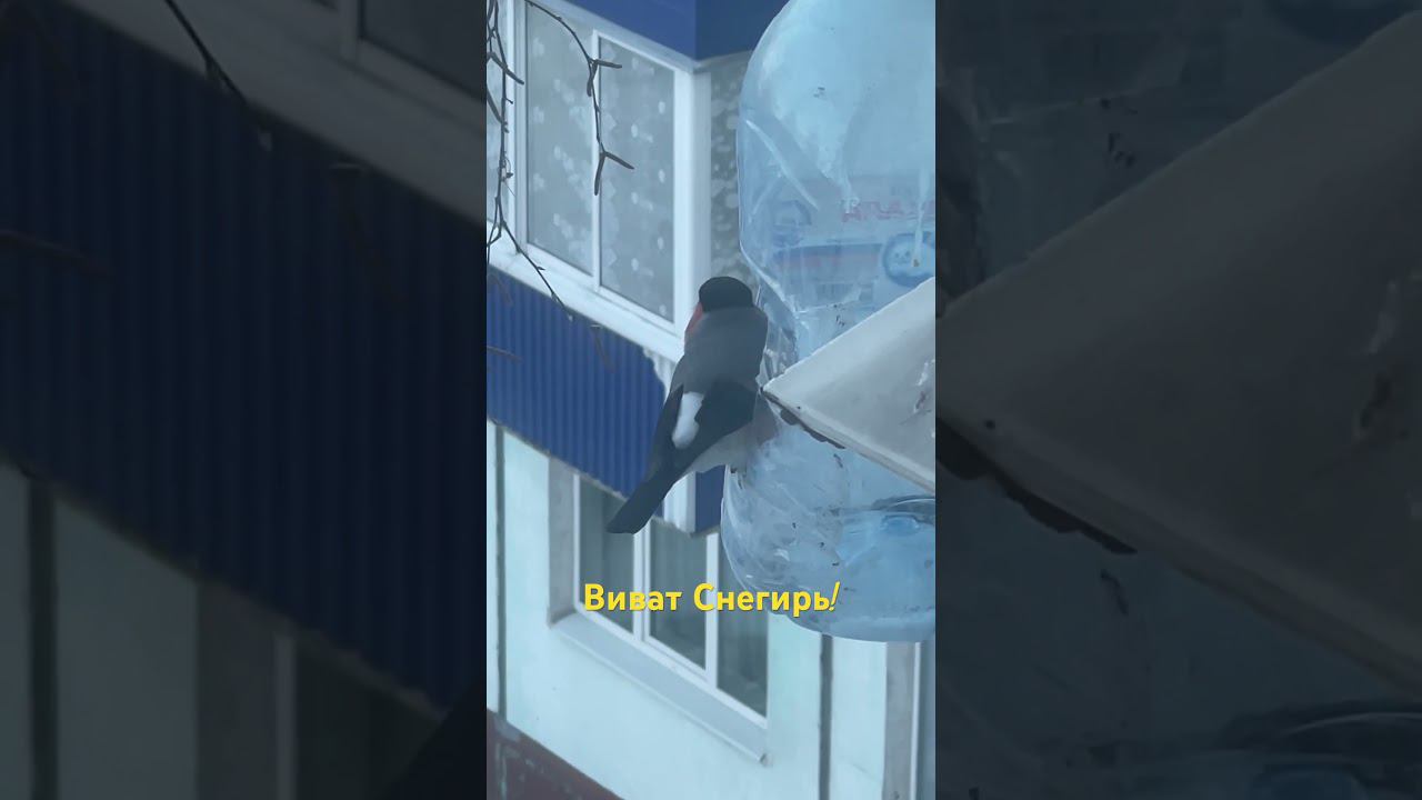 Виват, виват, виват!