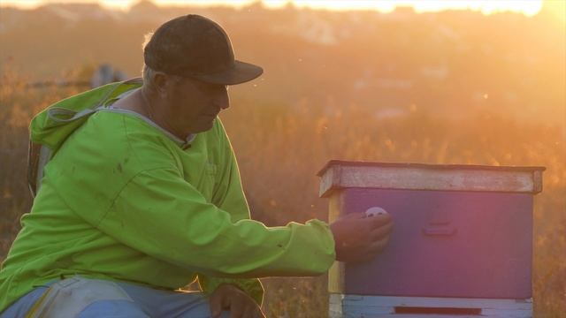 Лучшие номерки для ульев | The Best Beehive Tags смотреть онлайн