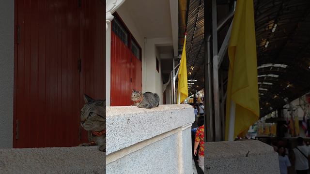 Тайские котики в храме у большого Будды в Бангкоке смотреть онлайн